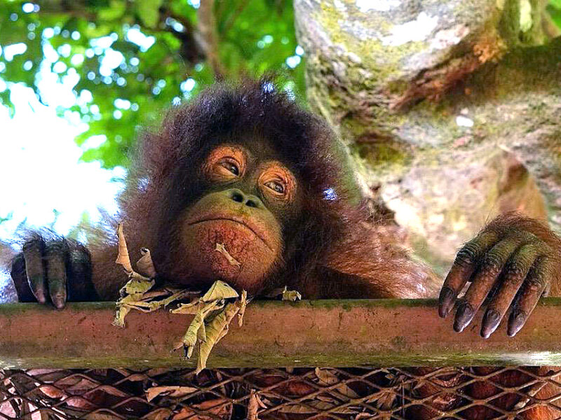 what is palm oil used for and why is palm bad orangutan borneo